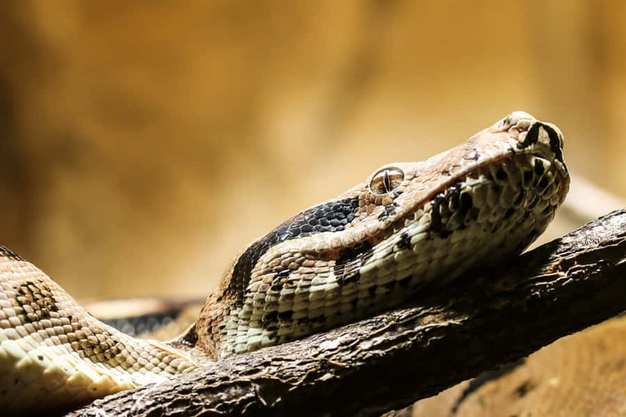 Boa Constricteur Fond d'écran