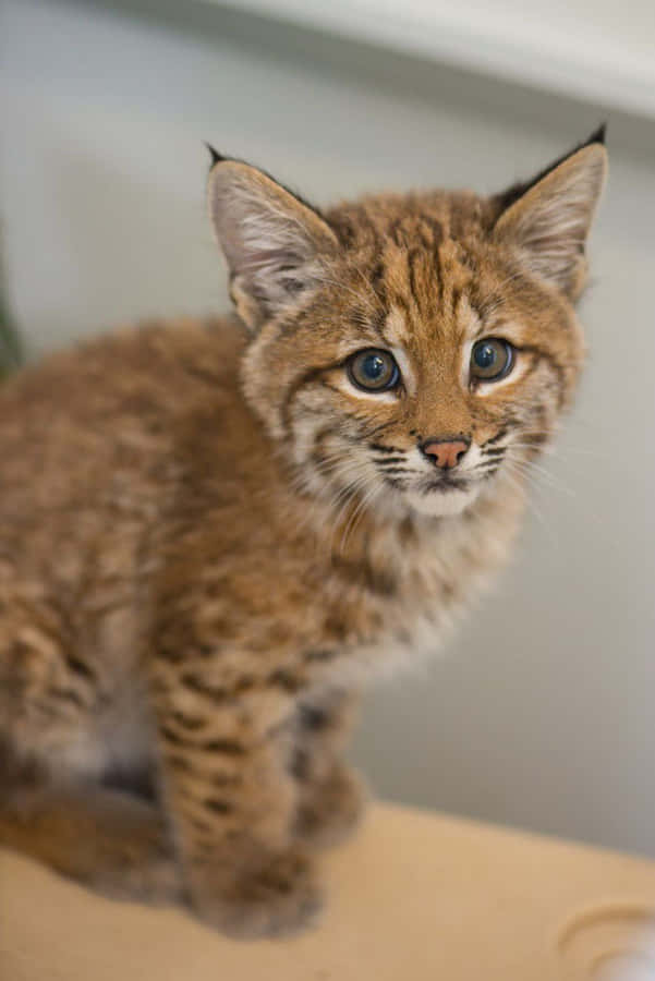 Bobcat Bilder Bakgrunnsbildet