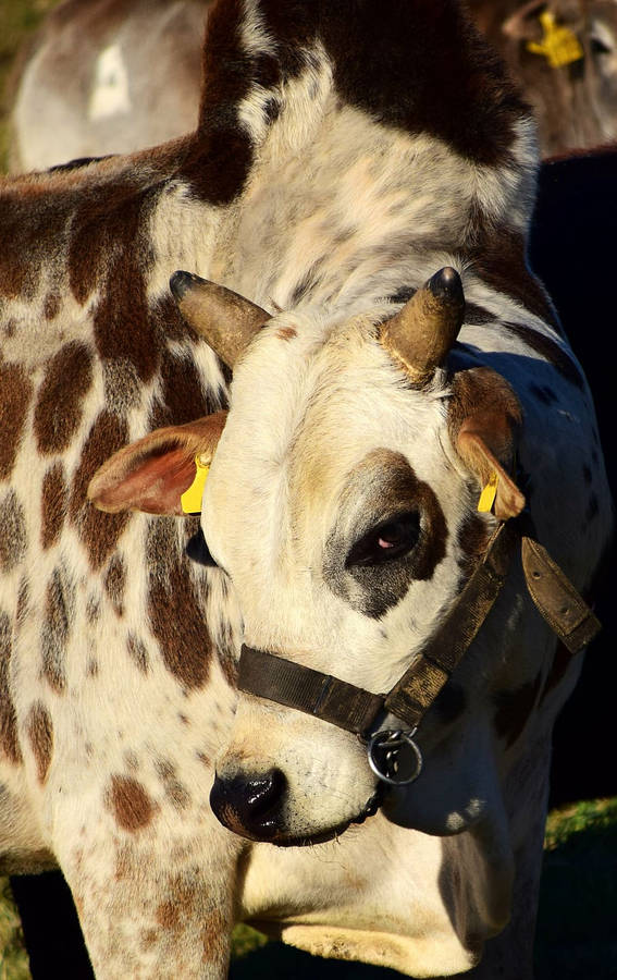 Boerderij Dier Achtergrond