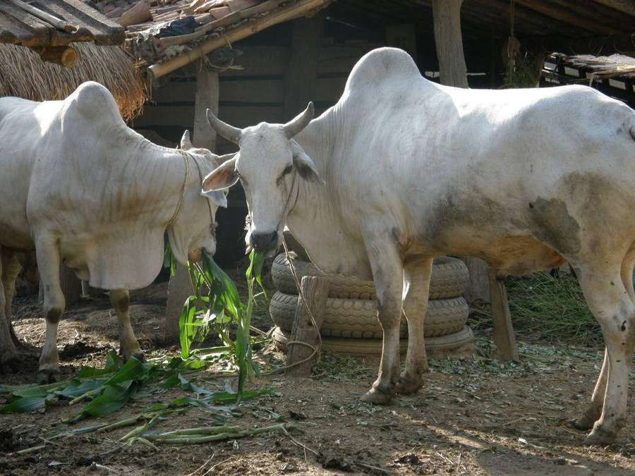 Dois bovinos zebuínos brancos comendo forragem verde perto de um abrigo de telhado de palha. — Boi Papéis de Parede