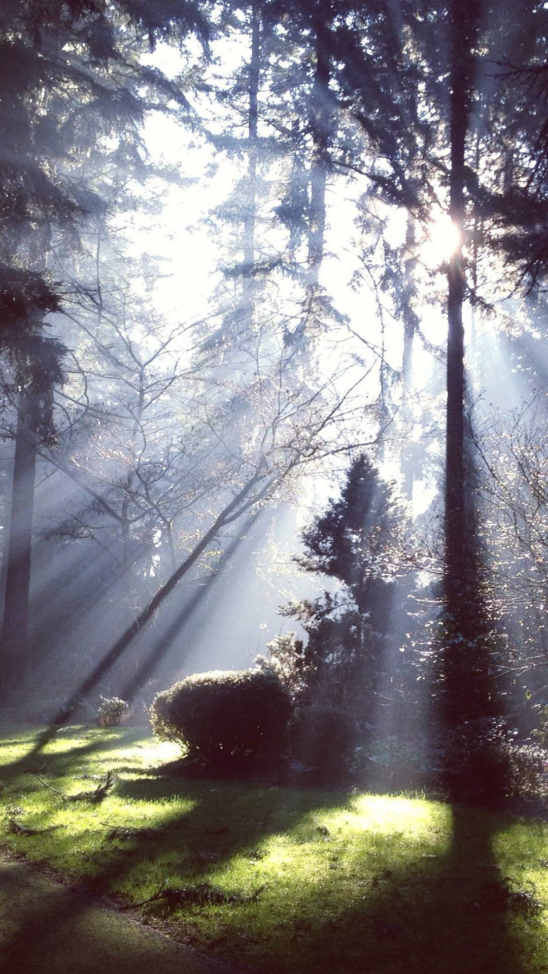 Bomen Iphone Achtergrond