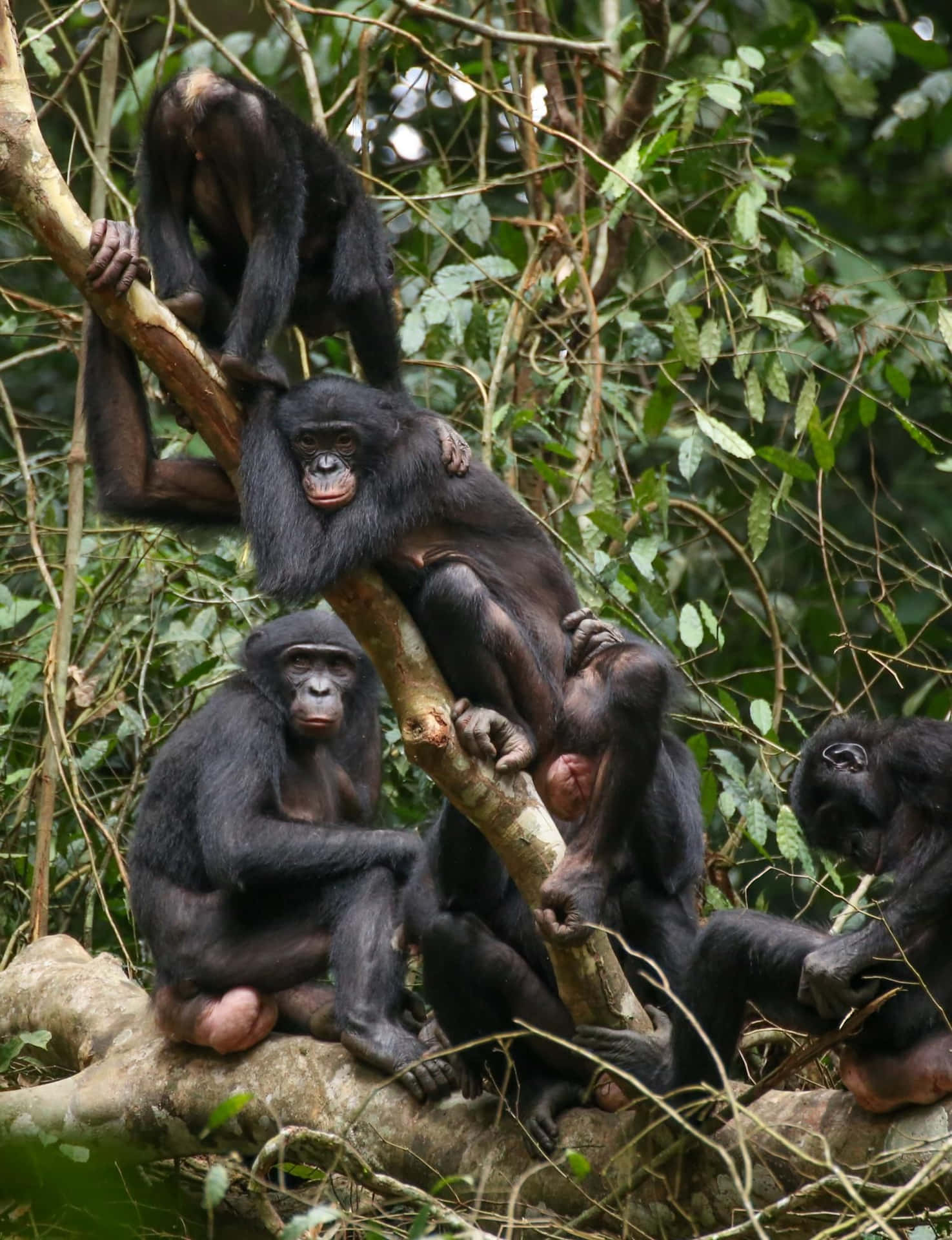 Bonobo Bakgrunnsbildet