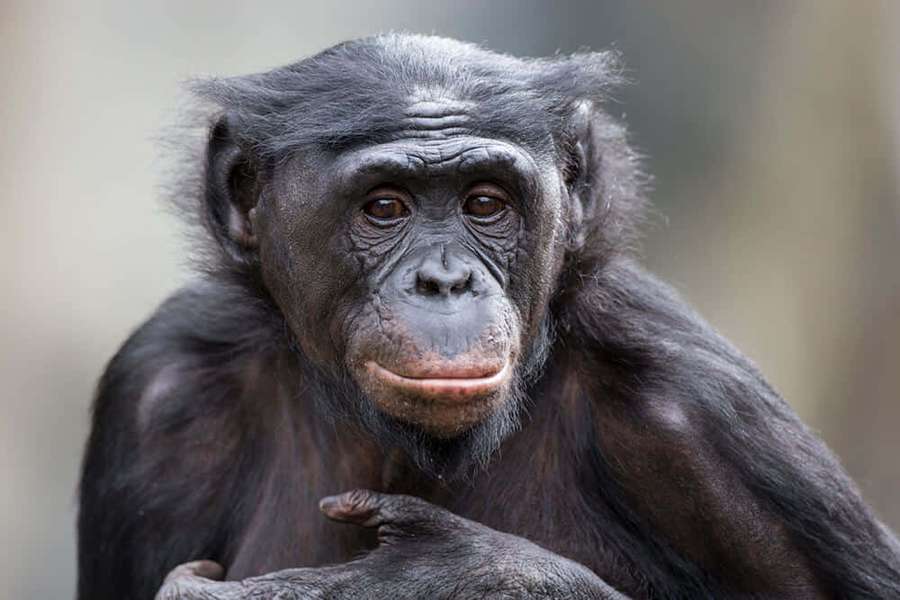 A chimpanzee with dark fur and thoughtful eyes looking directly at the camera. — Bonobo Wallpaper