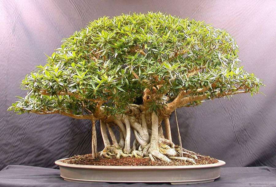 A detailed bonsai tree with thick roots and full green leaves in a ceramic pot. — Bonsai Background