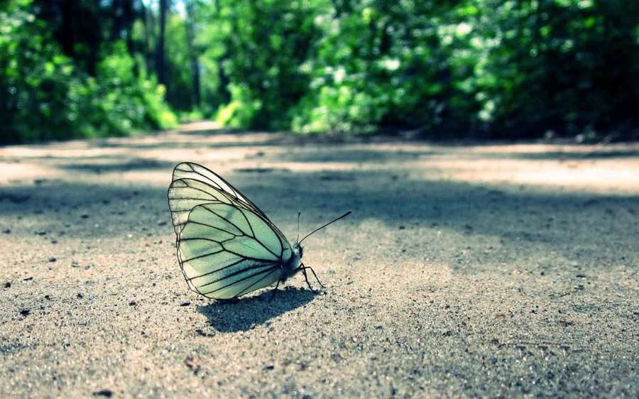 Uma borboleta branca com veias pretas repousa em um caminho de terra em uma floresta. — Borboleta Preto e Branco Papéis de Parede
