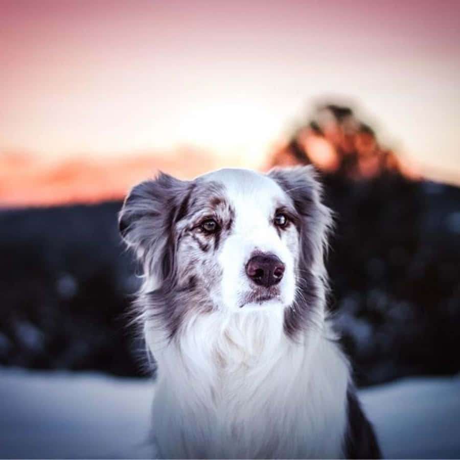 Pörröinen merle-border collie istuu lumessa, taustalla vuoria auringonlaskussa. — Border Collie pentu Taustakuvat