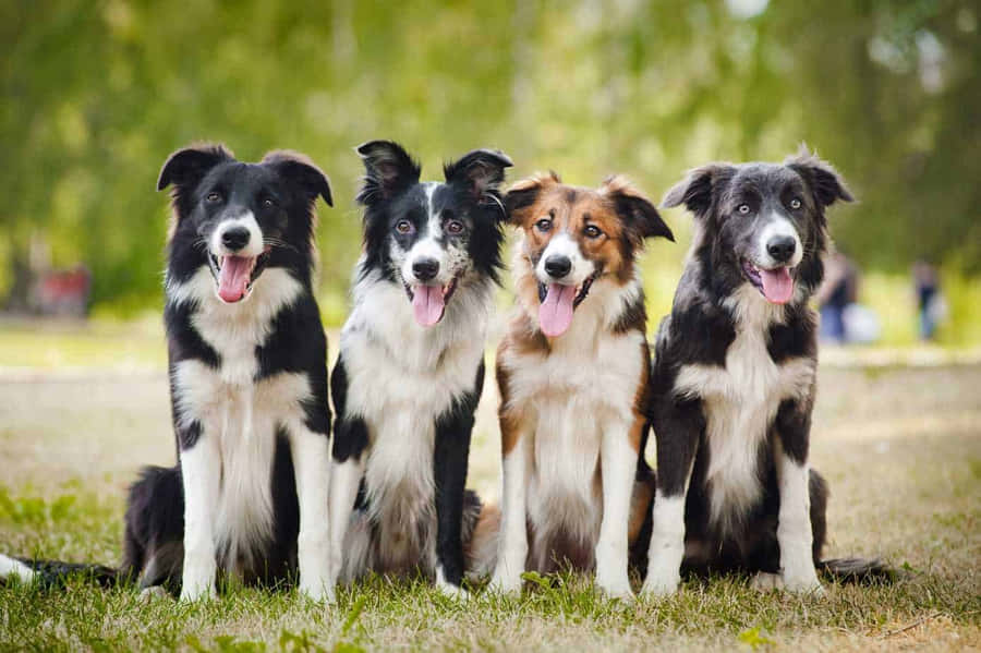 Border Collie Pictures Wallpaper