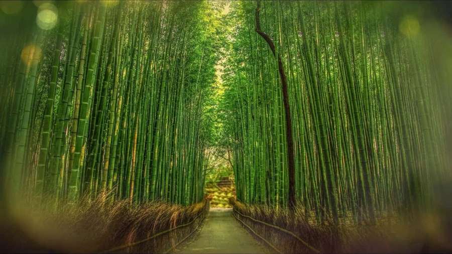 Un camino estrecho a través de un exuberante bosque de bambú con luz solar filtrándose a través de los tallos verdes. — Bosque de Bambú HD Fondos de pantalla