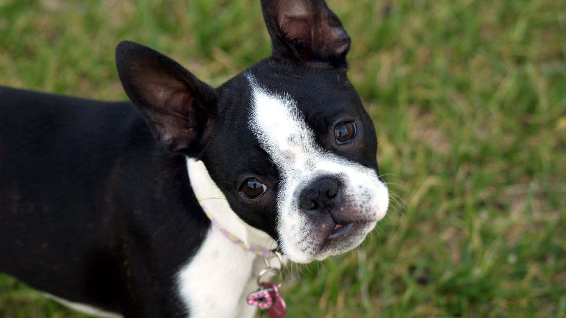 Boston Terrier Achtergrond