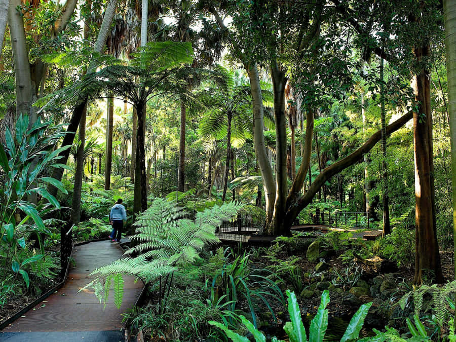 Botanische Tuin Achtergrond