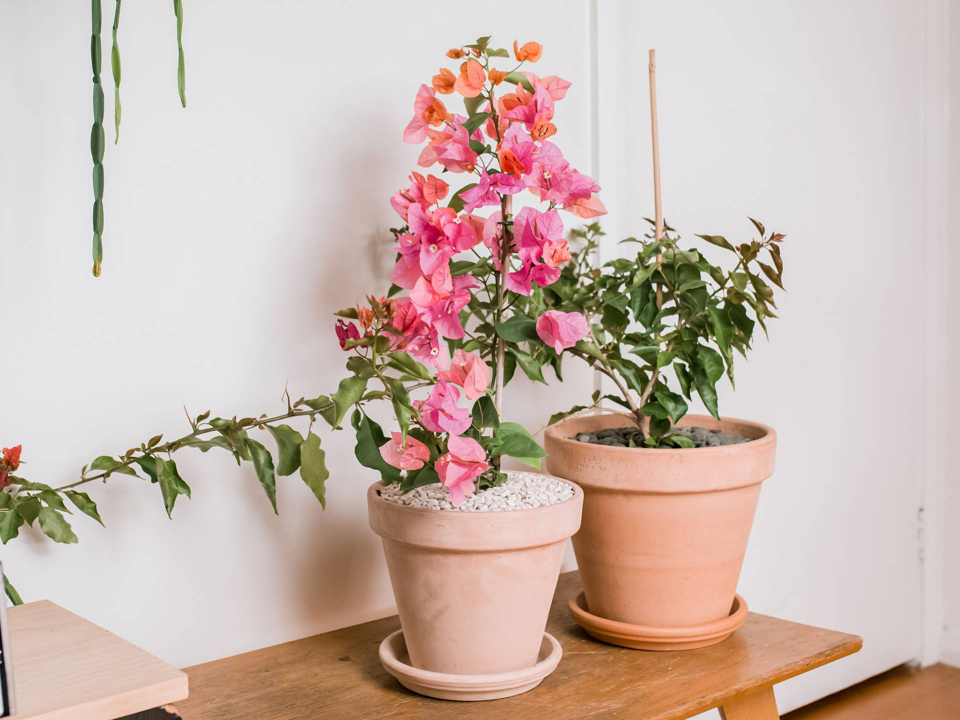 Bougainvillea Bakgrunnsbildet