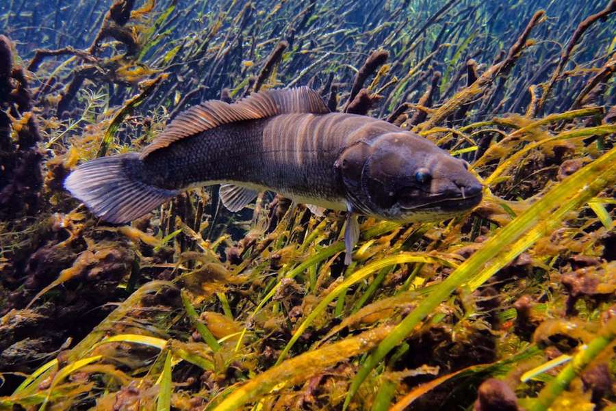 Dark fish swimming among yellow-green seaweed underwater — Bowfin Wallpaper