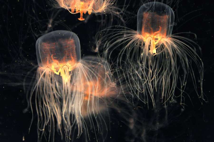 Medusas laranja brilhantes flutuando em água escura com tentáculos fluindo. — Box Jellyfish Papéis de Parede
