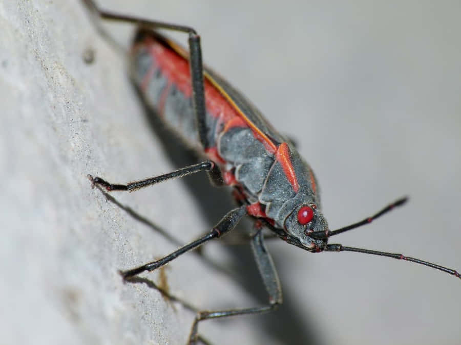 Boxelderbug Achtergrond