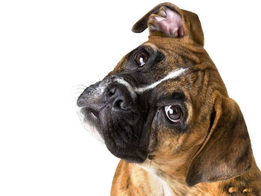 Brindle Boxer dog with one ear up looking upward against white background. — Boxer Dog Wallpaper