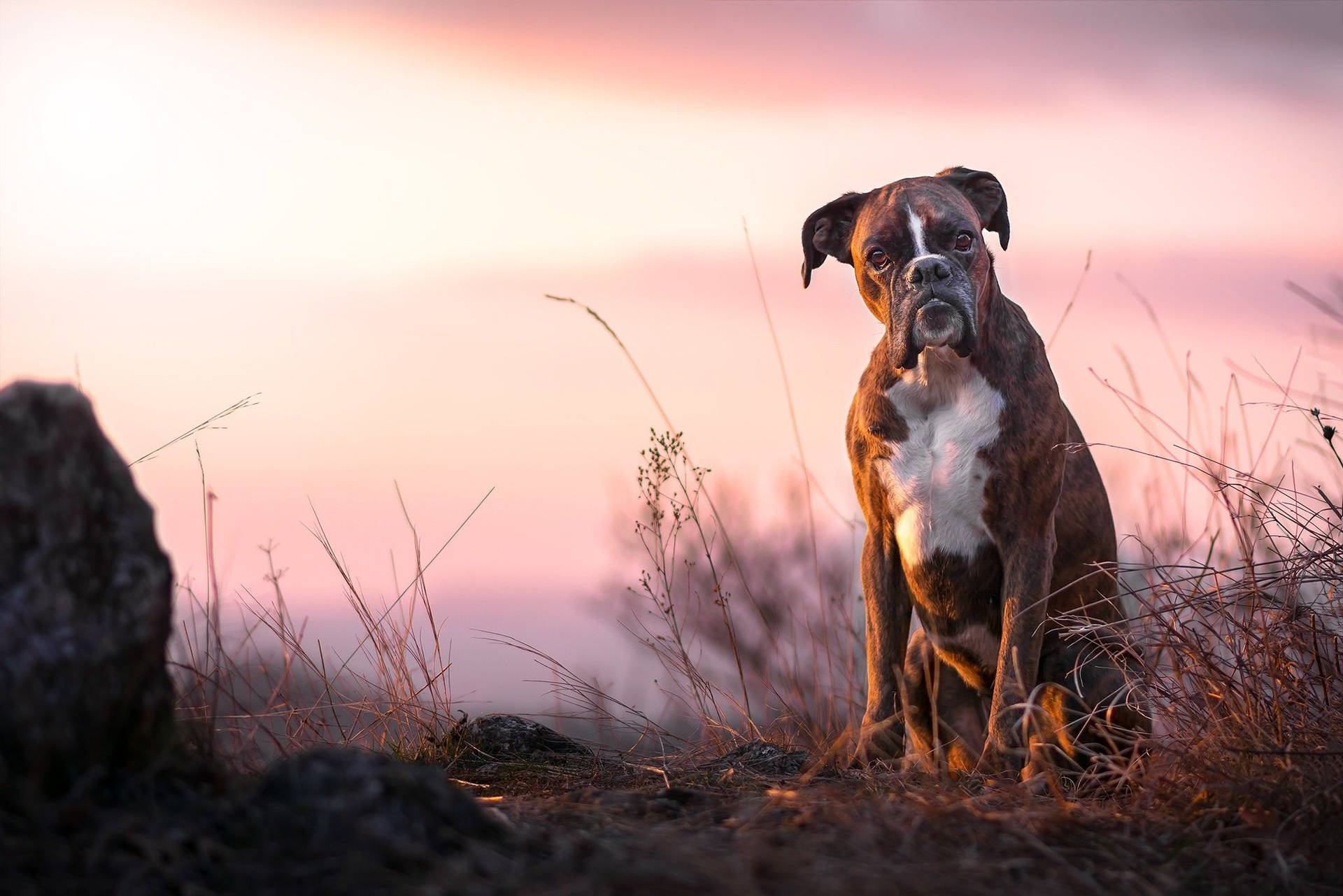 Boxer Hond Achtergrond