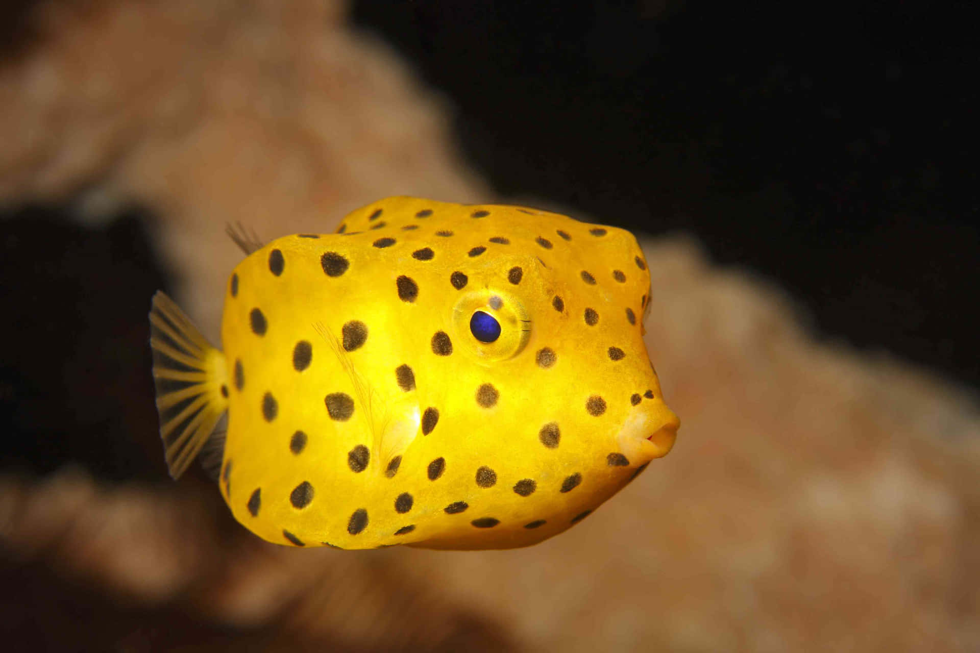 Boxfish Taustakuva