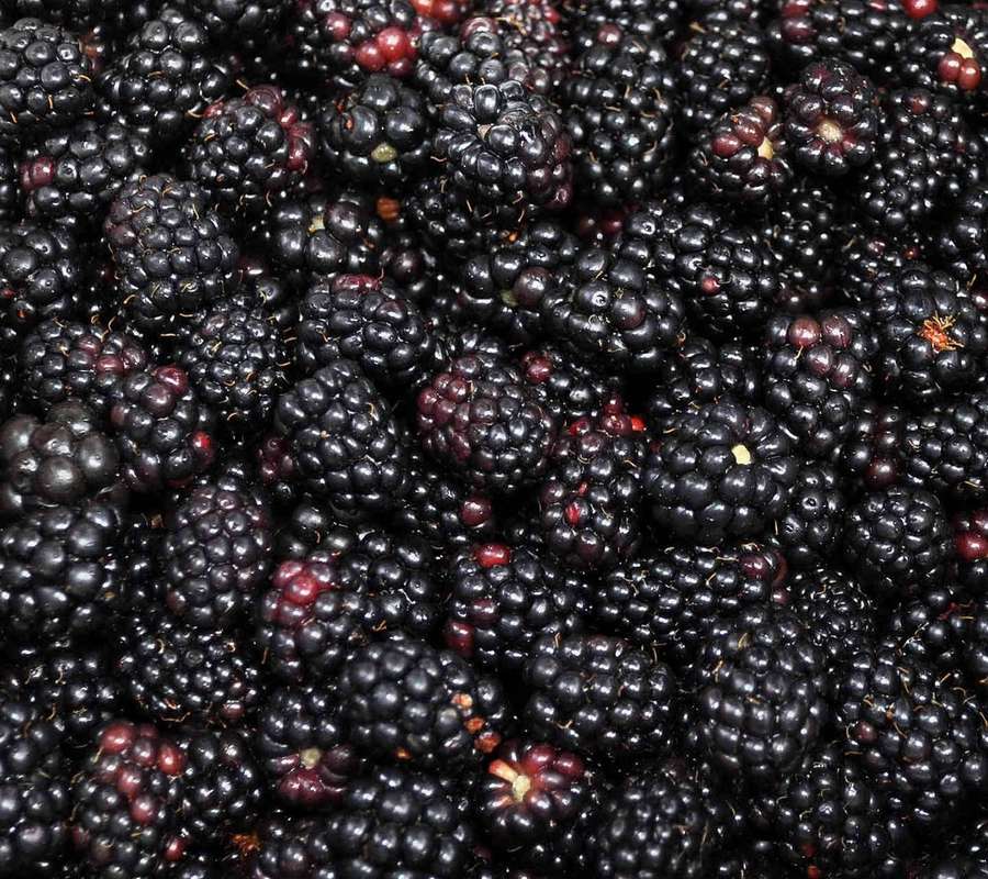 Close-up of ripe blackberries with glossy dark skins and red stems. — Boysenberry Wallpaper
