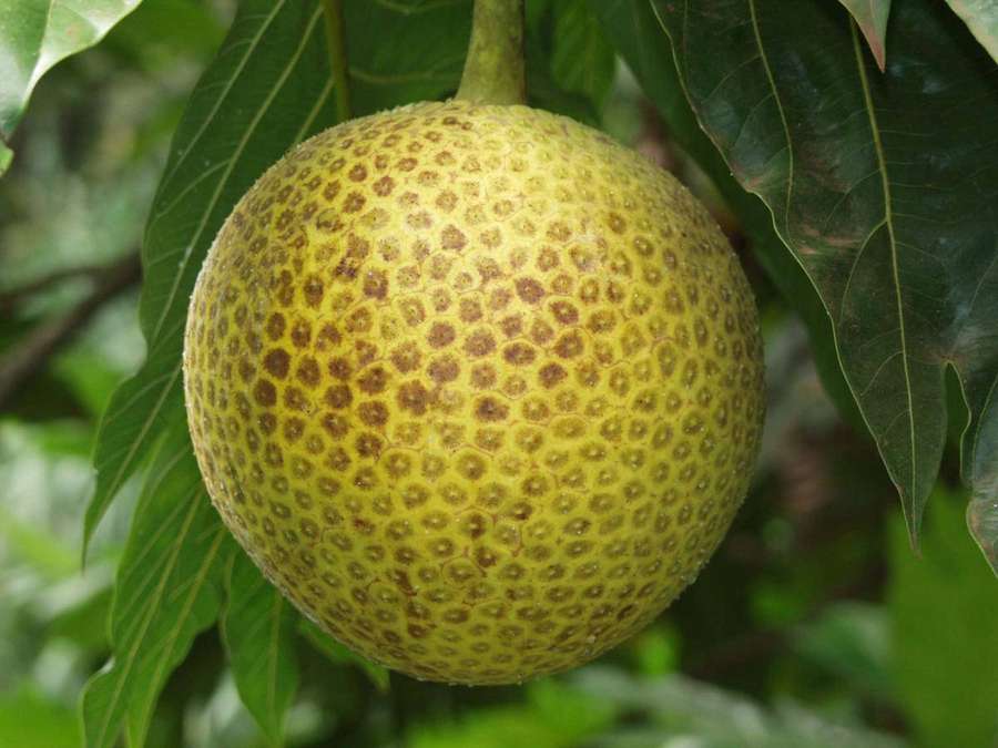 A ripe soursop fruit hanging from a tree branch with green leaves. — Breadfruit Picture