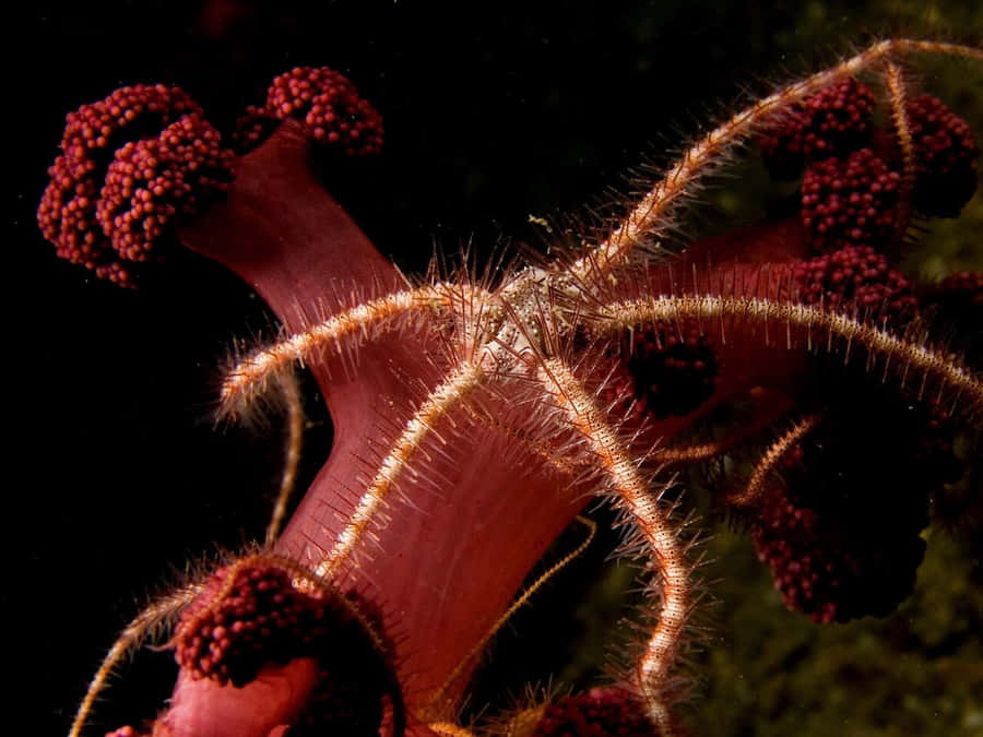 Brittle Star Achtergrond