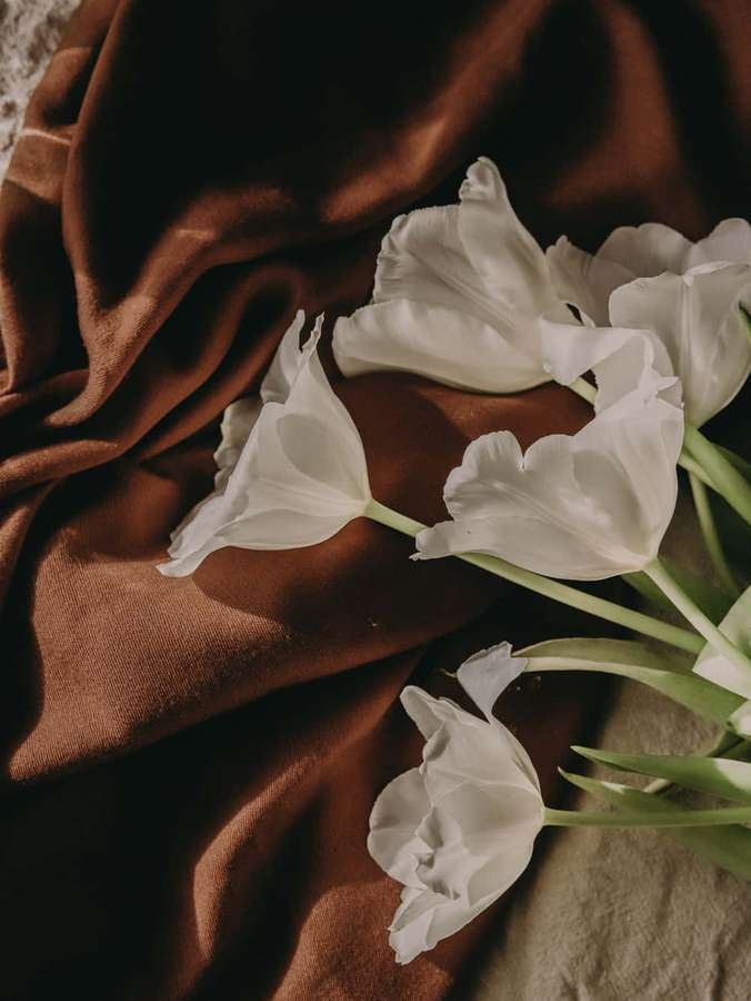 White tulips arranged on a brown silk cloth with soft lighting. — Brown And White Wallpaper