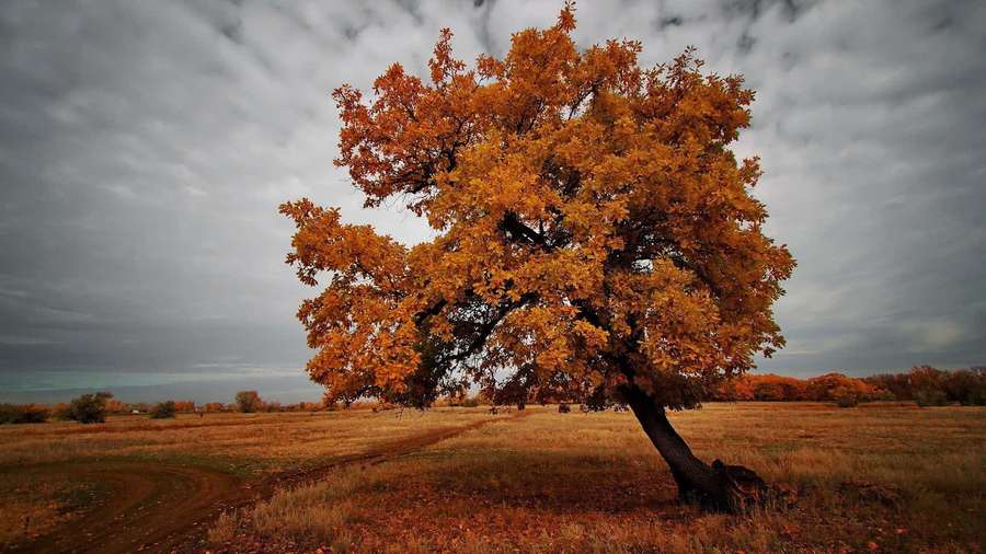 A single vibrant orange tree in an open field under a cloudy sky. — Brown Autumn Wallpaper