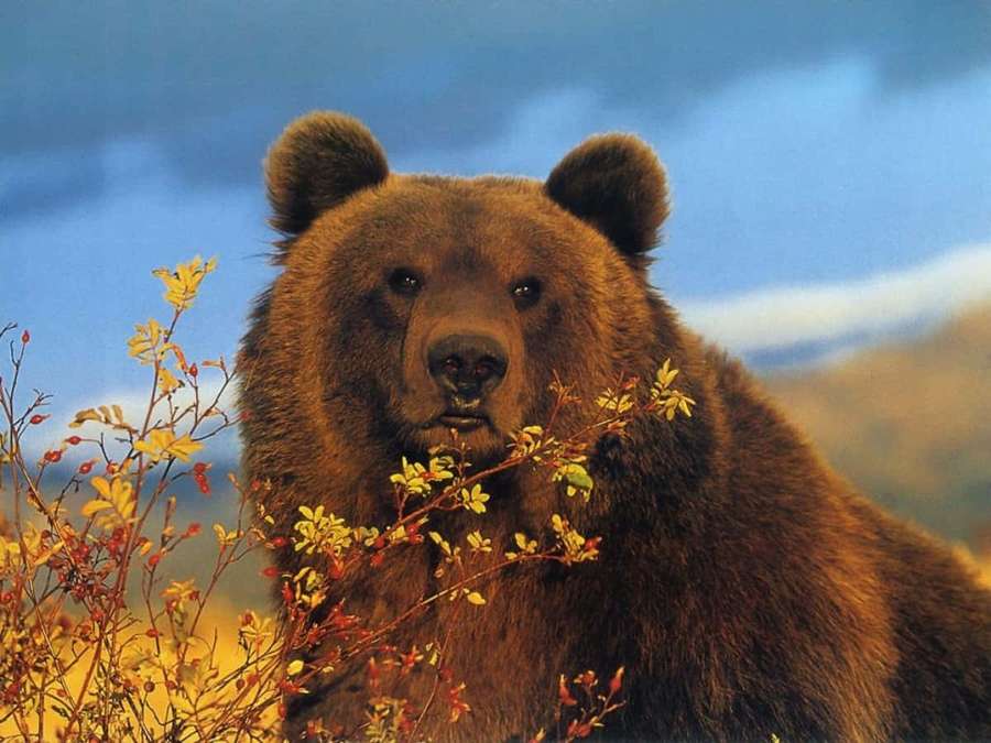 A brown bear looking through autumn bushes under a blue sky. — Brown Bear Picture