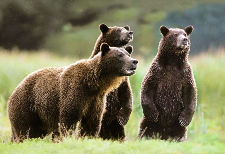 Three brown bears standing in a grassy field looking upward. — Brown Bears Picture
