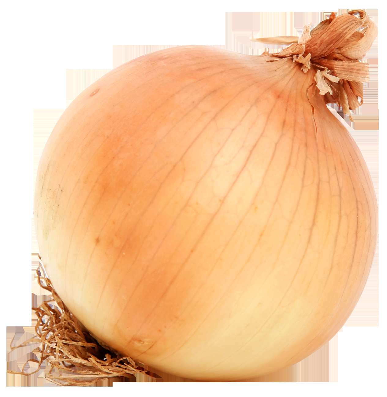 A whole yellow onion with roots and stem against white background. — Brown PNG