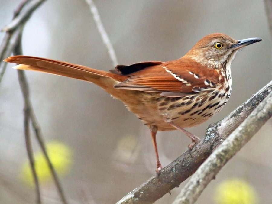 Brown thrasher bird perched on a tree branch with blurred yellow flowers behind. — Brown Thrasher Wallpaper