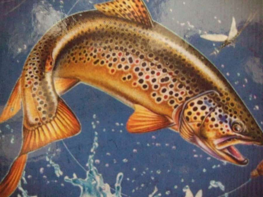 A brown trout jumping from water with orange fins and spotted scales. — Brown Trout Wallpaper