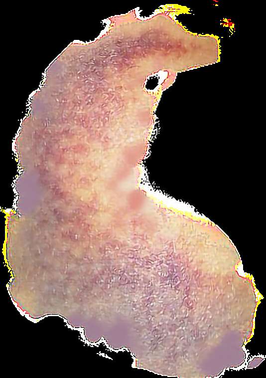Abstract watercolor seahorse silhouette with pink and yellow tones on black background. — Bruise PNG