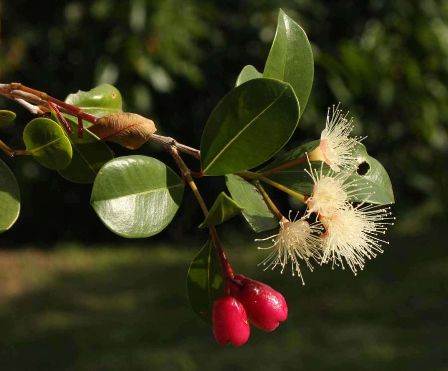 Närbild av en växtgren med gröna blad, rosa frukter och vita blommor. — Brush Cherry Bakgrundsbilder
