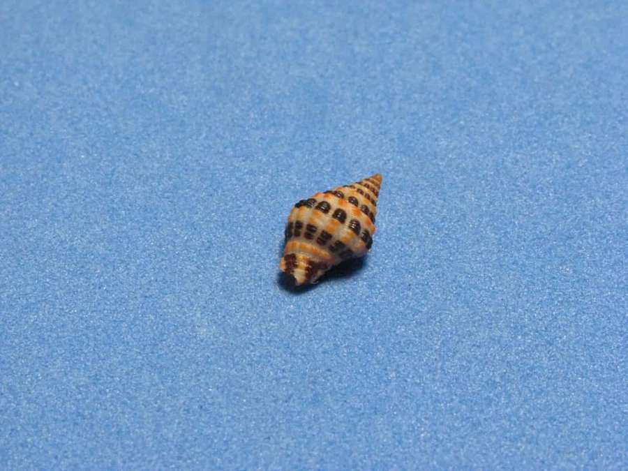 Eine kleine gestreifte Muschel auf einem blauen strukturierten Hintergrund. — Buccinidae Wallpaper