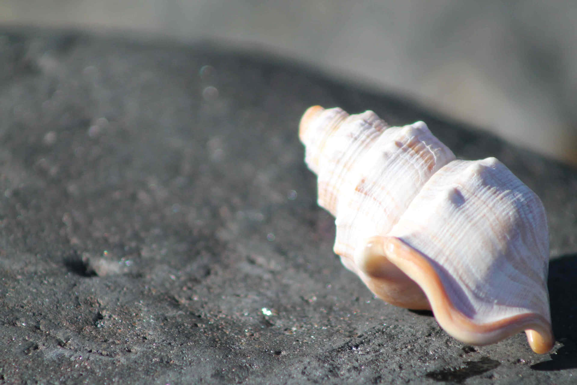 Buccinidae Taustakuva