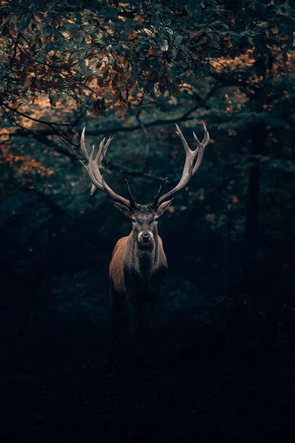 A large deer with impressive antlers stands in a forest at dusk with golden light filtering through trees. — Buck Wallpaper