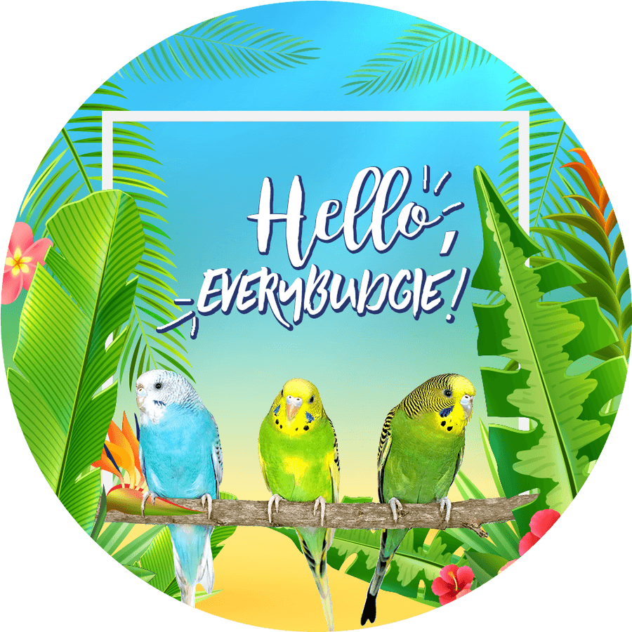 Budgerigar Wallpapers - Wallpaper Cave