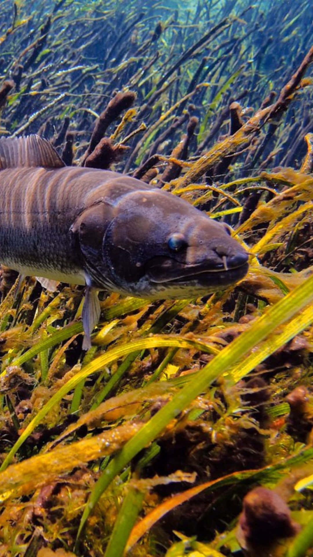 Buefisk Bakgrunnsbildet