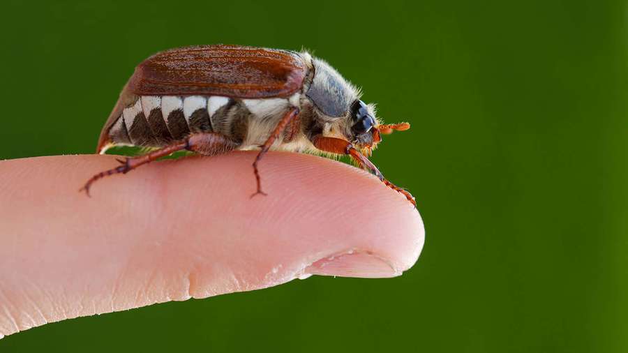 Ein kleiner braun-weißer Käfer, der auf einer menschlichen Fingerspitze vor einem grünen Hintergrund ruht. — Bug Bilder