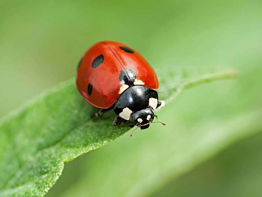 A red ladybug with black spots on a green leaf — Bug Picture