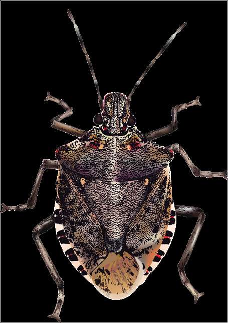 Close-up of a shield bug with intricate patterns and long antennae. — Bugs PNG