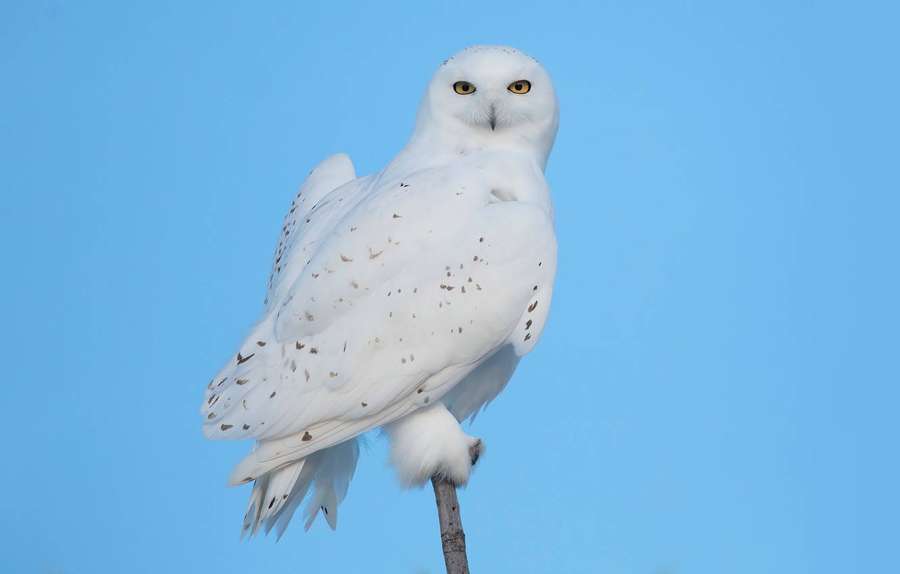 Un búho nival blanco con ojos amarillos posado en una rama contra un cielo azul. — Búho Azul Fondos de pantalla