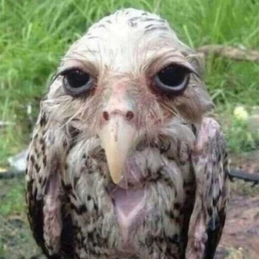 Un búho mojado con plumas enmarañadas y grandes ojos oscuros mira directamente a la cámara. — Búho Fondos de pantalla