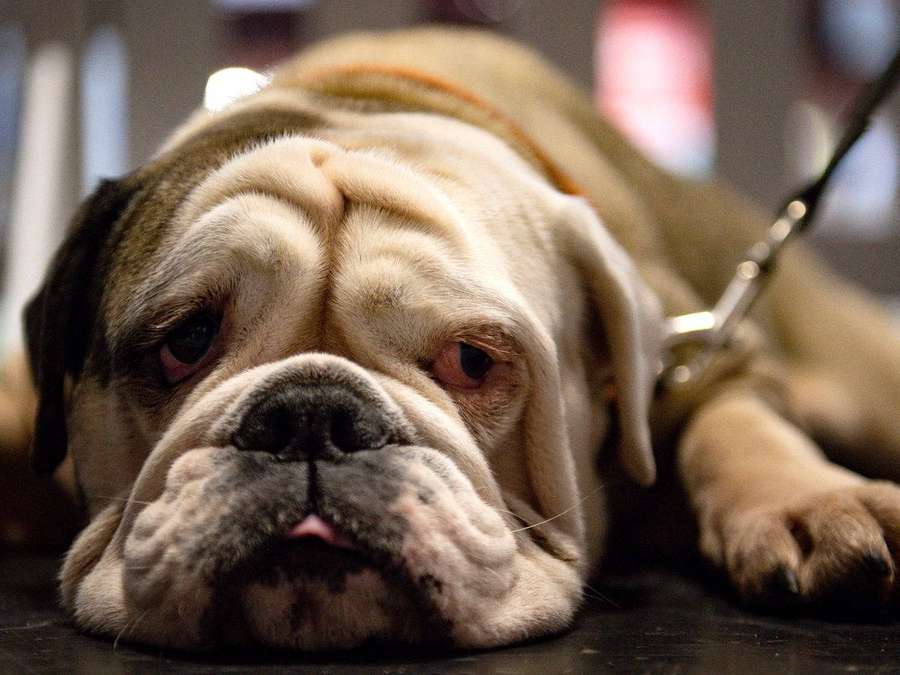 Um buldogue deitado com a cabeça descansando em uma superfície escura. — Buldogue inglês Papéis de Parede