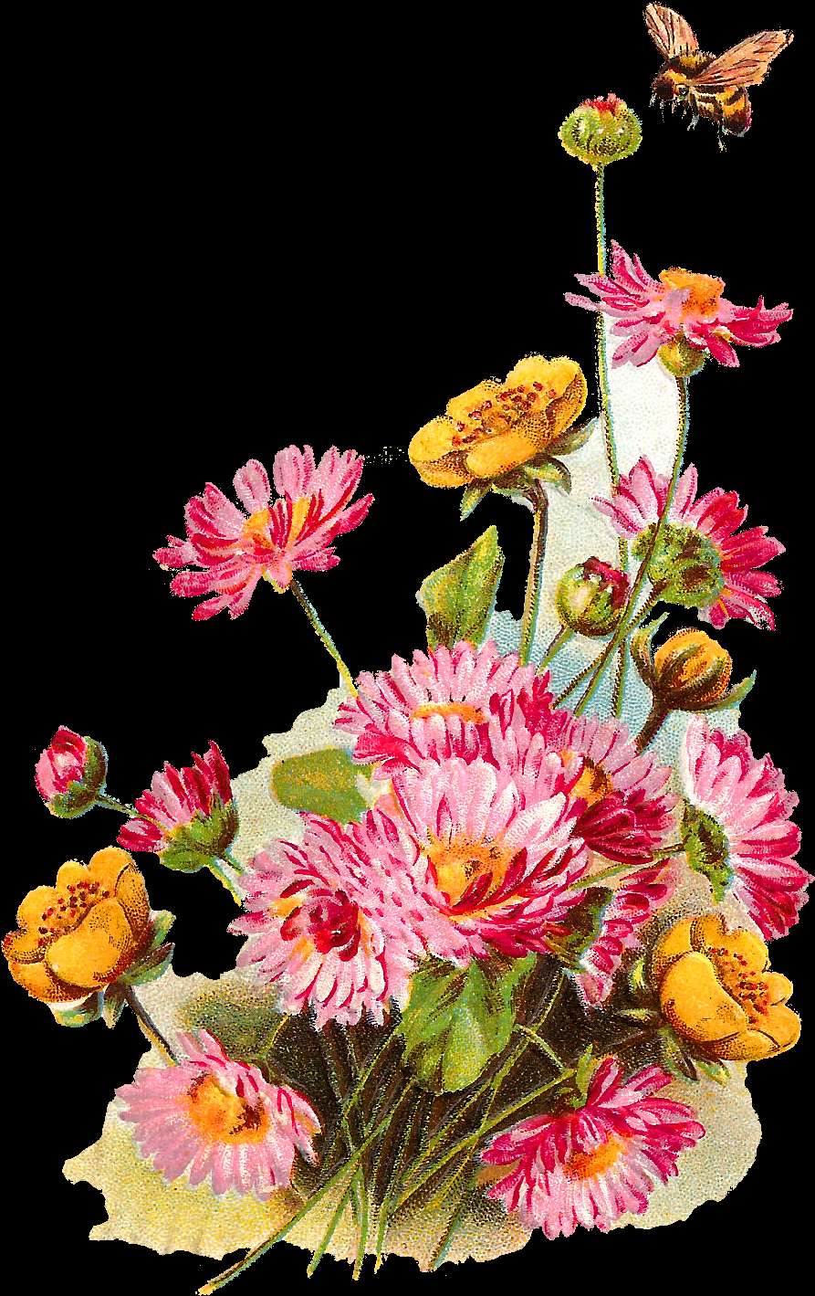 Vintage illustration of pink and yellow daisies with a bee flying nearby. — Bunch PNG