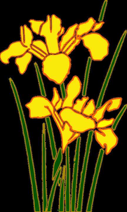 Two yellow iris flowers with green stems outlined in black on a transparent background. — Bunga PNG