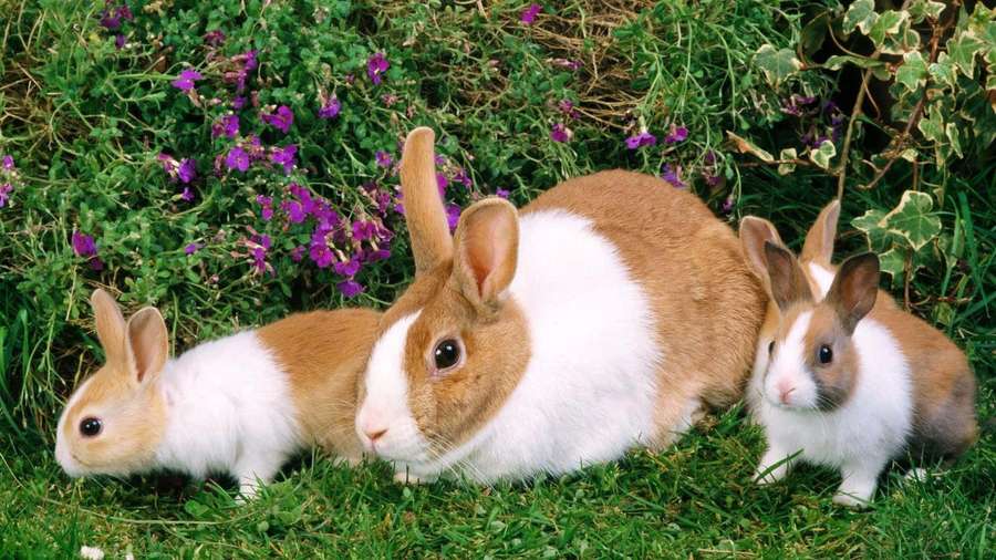 Three rabbits with brown and white fur sitting on grass near purple flowers. — Bunny Background