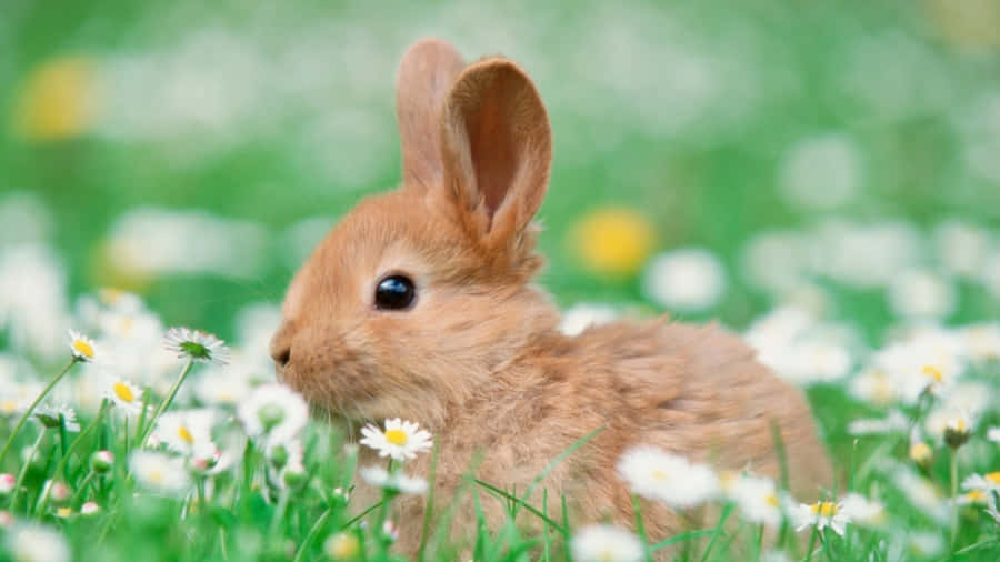 Rabbit Wallpaper Background Images, HD Pictures and Wallpaper For Free  Download | Pngtree