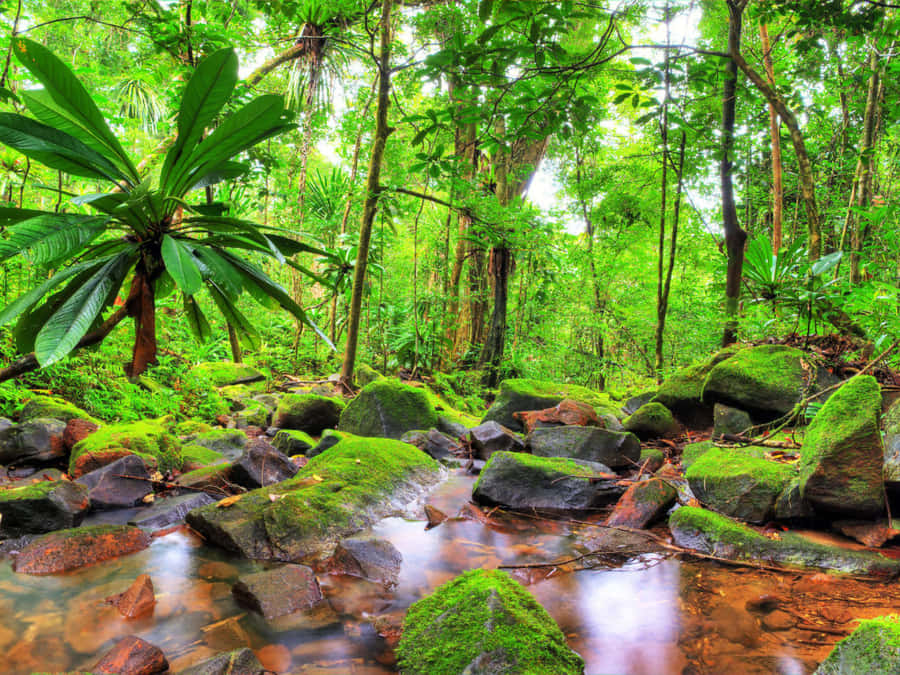 Bureau De Jungle Fond d'écran