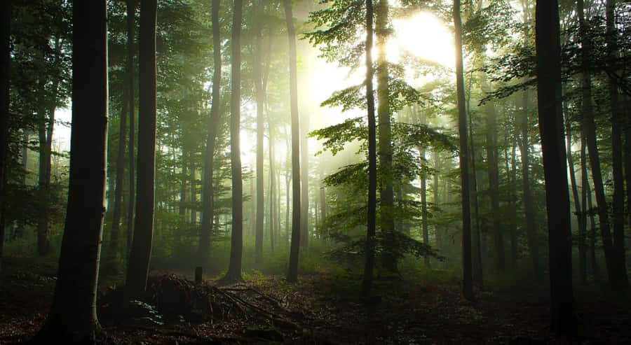 Bureau Forêt Fond d'écran